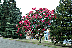 Seminole Crapemyrtle (Lagerstroemia 'Seminole') at Lakeshore Garden Centres