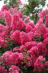Seminole Crapemyrtle (Lagerstroemia indica 'Seminole') at Lakeshore Garden Centres