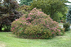 Caddo Crapemyrtle (Lagerstroemia 'Caddo') at Lakeshore Garden Centres