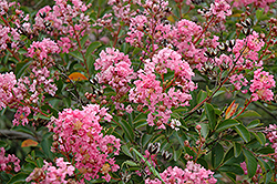 Caddo Crapemyrtle (Lagerstroemia 'Caddo') at Lakeshore Garden Centres