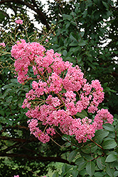 Choctaw Crapemyrtle (Lagerstroemia 'Choctaw') at Lakeshore Garden Centres
