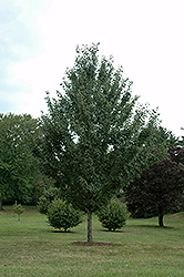 New World Red Maple (Acer rubrum 'New World') at Lakeshore Garden Centres