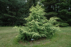 Golden Dwarf Cedar of Lebanon (Cedrus libani 'Golden Dwarf') at Lakeshore Garden Centres