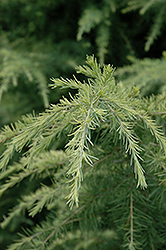 Golden Dwarf Cedar of Lebanon (Cedrus libani 'Golden Dwarf') at Lakeshore Garden Centres