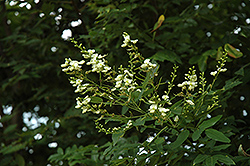 Millstone Japanese Pagoda Tree (Sophora japonica 'Halka') at Lakeshore Garden Centres