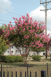 Sioux Crapemyrtle (Lagerstroemia 'Sioux') at Lakeshore Garden Centres