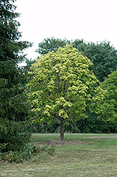 Winter Lightning Boxelder (Acer negundo 'Winter Lightning') at Lakeshore Garden Centres