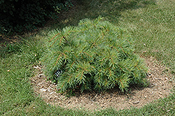 Shaggy Dog White Pine (Pinus strobus 'Shaggy Dog') at Lakeshore Garden Centres