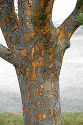 Drake Elm (Ulmus parvifolia 'Drake') at Lakeshore Garden Centres