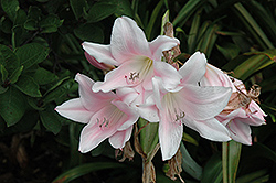 Crinodonna (Amarcrinum x memoria-corsii) at Lakeshore Garden Centres