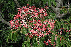 Korean Sweetheart Tree (Euscaphis japonica) at Lakeshore Garden Centres