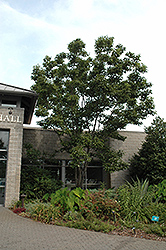 Japanese Raisin Tree (Hovenia dulcis) at Lakeshore Garden Centres