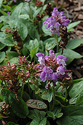 Pagoda Self Heal (Prunella grandiflora 'Pagoda') at Lakeshore Garden Centres