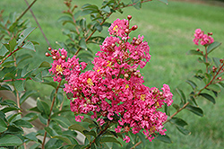 Comanche Crapemyrtle (Lagerstroemia 'Comanche') at Lakeshore Garden Centres