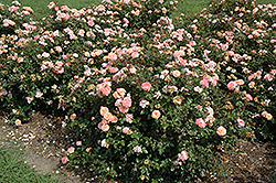 Apricot Drift Rose (Rosa 'Meimirrote') at The Mustard Seed