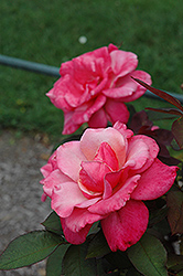 First Prize Rose (Rosa 'First Prize') at Lakeshore Garden Centres