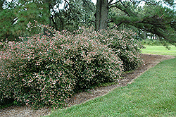 Glossy Abelia (Abelia x grandiflora) at Lakeshore Garden Centres