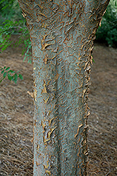 Bosque Elm (Ulmus parvifolia 'Bosque') at Lakeshore Garden Centres