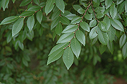 Bosque Elm (Ulmus parvifolia 'Bosque') at Lakeshore Garden Centres