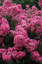 Crapemyrtle (Lagerstroemia indica) at Lakeshore Garden Centres