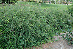 Edo Shibori Bush Clover (Lespedeza thunbergii 'Edo Shibori') at Lakeshore Garden Centres