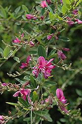 Edo Shibori Bush Clover (Lespedeza thunbergii 'Edo Shibori') at Lakeshore Garden Centres