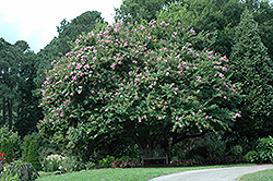 Muskogee Crapemyrtle (Lagerstroemia 'Muskogee') at Lakeshore Garden Centres
