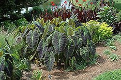 Illustris Elephant Ear (Colocasia esculenta 'Illustris') at Lakeshore Garden Centres