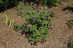 Athens Blue Princess Flower (Tibouchina urvilleana 'Athens Blue') at Lakeshore Garden Centres