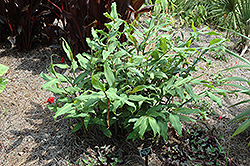 Red Ginger Lily (Hedychium rubrum) at Lakeshore Garden Centres