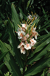 Mutant Hardy Ginger Lily (Hedychium 'Mutant') at Lakeshore Garden Centres