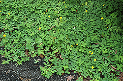 Golden Glory Pinto Peanut (Arachis pintoi 'Golden Glory') at Lakeshore Garden Centres