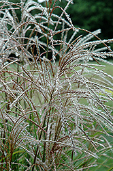 Huron Sunrise Maiden Grass (Miscanthus sinensis 'Huron Sunrise') at Peter Knippel Garden Centre