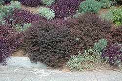 Royal Burgundy Japanese Barberry (Berberis thunbergii 'Gentry') at Peter Knippel Garden Centre