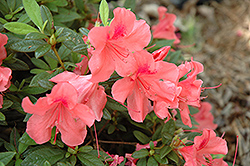 Encore Autumn Coral Azalea (Rhododendron 'Conled') at Lakeshore Garden Centres