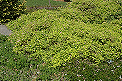 Golden Elf Spirea (Spiraea japonica 'Golden Elf') at Lakeshore Garden Centres