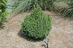 J.W. Daisy's White Alberta Spruce (Picea glauca 'J.W. Daisy's White') at Lakeshore Garden Centres