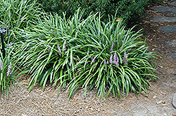 Lily Turf (Liriope muscari) at Lakeshore Garden Centres