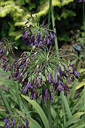 Black Drooping Lily-Of-The-Nile (Agapanthus inapertus 'Nigrescens') at Lakeshore Garden Centres