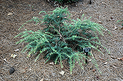 Purple King Mountain Plum Pine (Podocarpus lawrencei 'Purple King') at Lakeshore Garden Centres