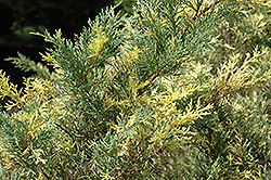 Blue And Gold Juniper (Juniperus x media 'Blue And Gold') at Lakeshore Garden Centres