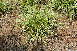 Variegated Japanese Sedge (Carex dolichostachya 'Kaga Nishiki') at Lakeshore Garden Centres