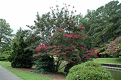 Queen's Lace Crapemyrtle (Lagerstroemia indica 'Queen's Lace') at Lakeshore Garden Centres