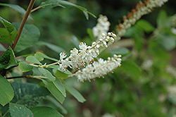 Creel's Calico Summersweet (Clethra alnifolia 'Creel's Calico') at Lakeshore Garden Centres