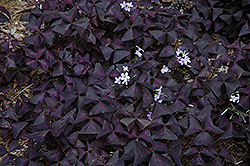 Purple Shamrock (Oxalis regnellii 'Triangularis') at Golden Acre Home & Garden