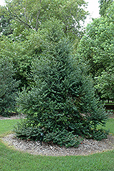 Accent Holly (Ilex 'Accent') at Lakeshore Garden Centres