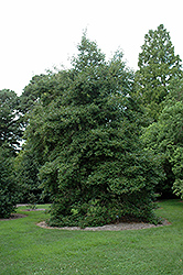 Goldie American Holly (Ilex opaca 'Goldie') at Lakeshore Garden Centres