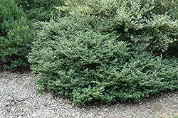 Stokes Japanese Holly (Ilex crenata 'Stokes') at Lakeshore Garden Centres