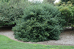 China Girl Meserve Holly (Ilex x meserveae 'China Girl') at Lakeshore Garden Centres