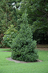 Oakland Holly (Ilex 'Magland') at Lakeshore Garden Centres